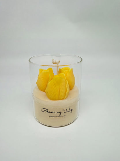 Blooming Tulip